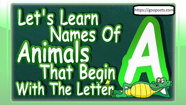 Animals that Start with A | List of 57 Animals Starting with the Letter A
