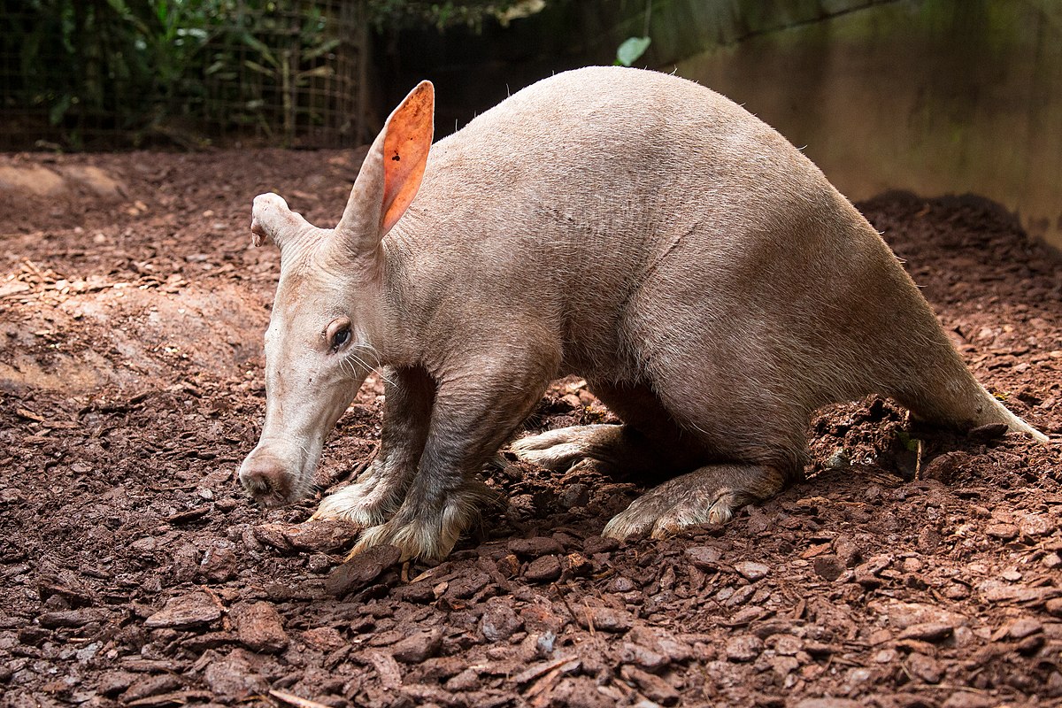 Aardvark images || What is Aardvark