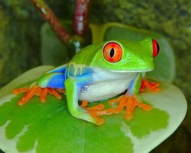 African Tree Frog